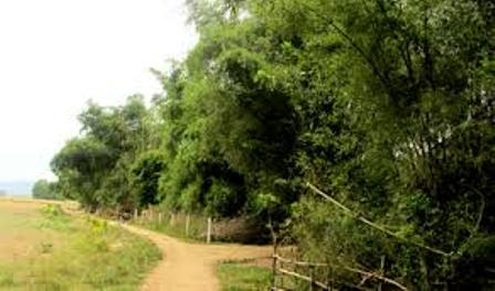 luy tre